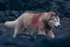 falling wolf